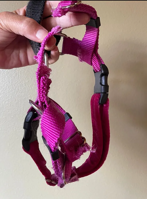 Harness Chew Warranty by Pet Expertise