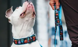 Harness Chew Warranty by Pet Expertise