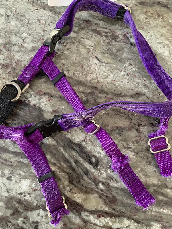 Harness Chew Warranty by Pet Expertise