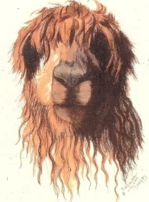 Shaggy Watercolor Alpaca Art Print